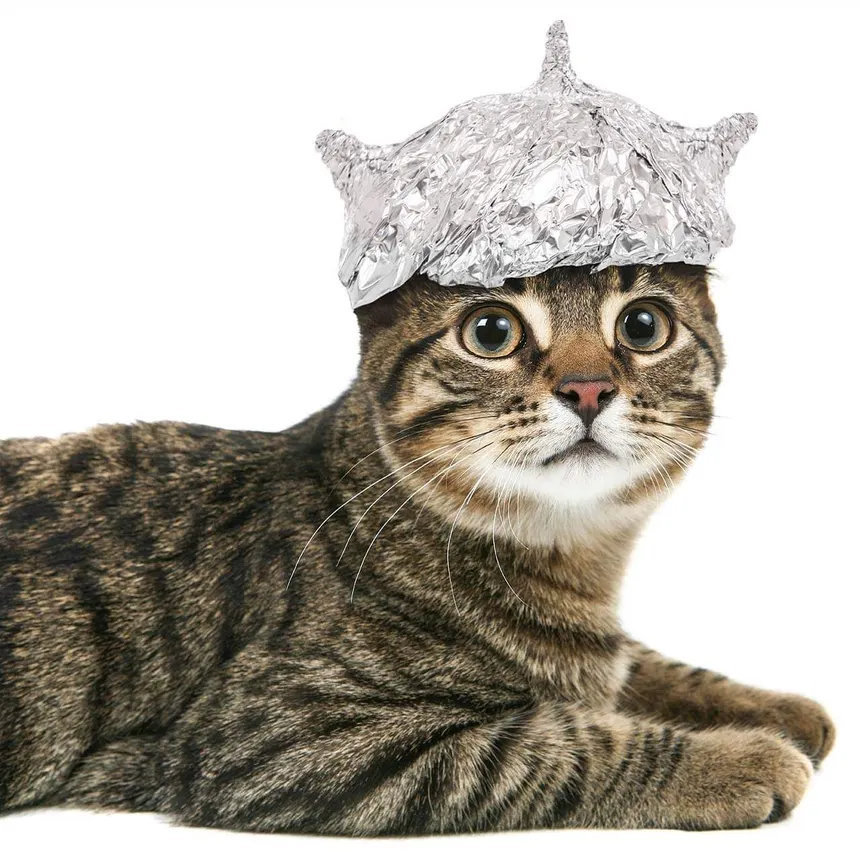 Tin Hat Cat, the prophet