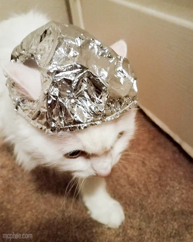 White cat with foil helmet