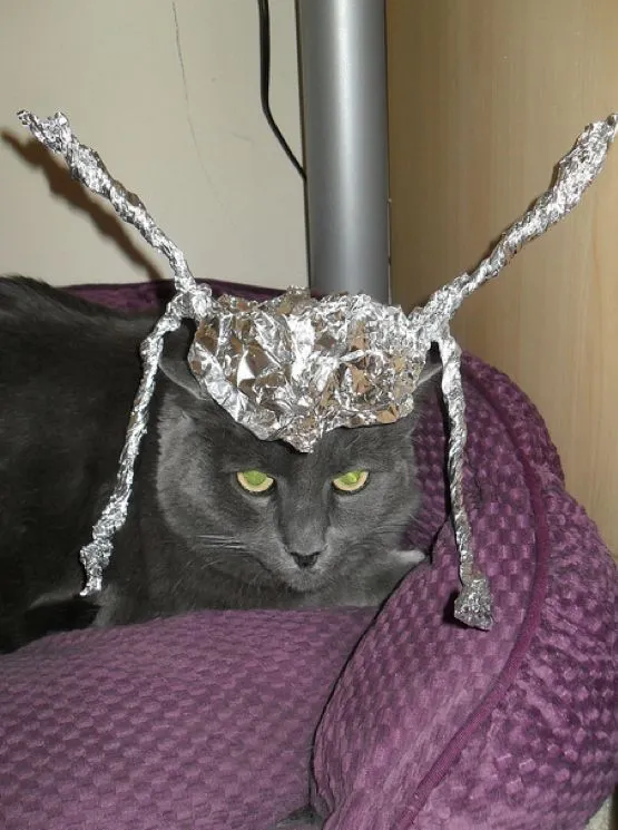 Grey cat with foil antennas