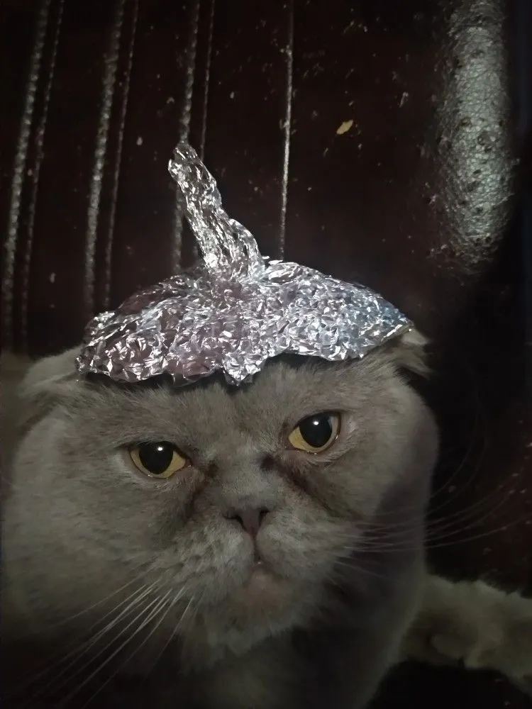 Grumpy grey cat with foil beret