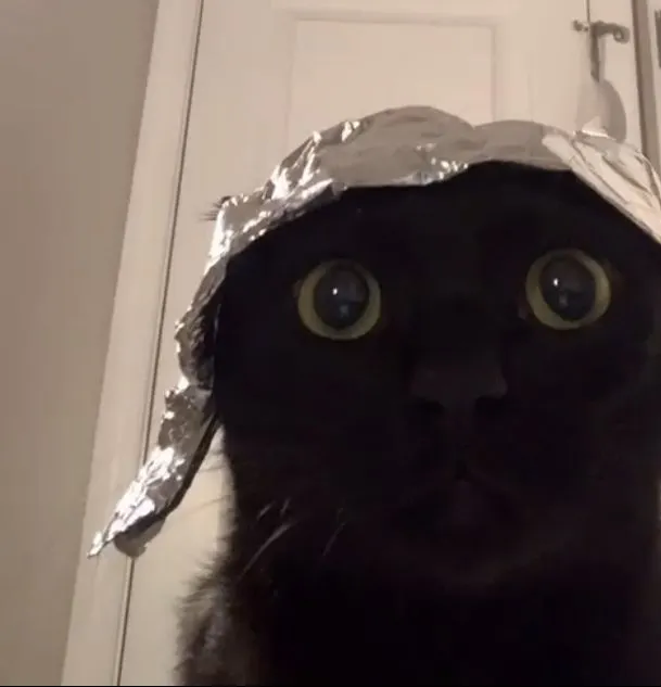 Staring black cat in foil hood