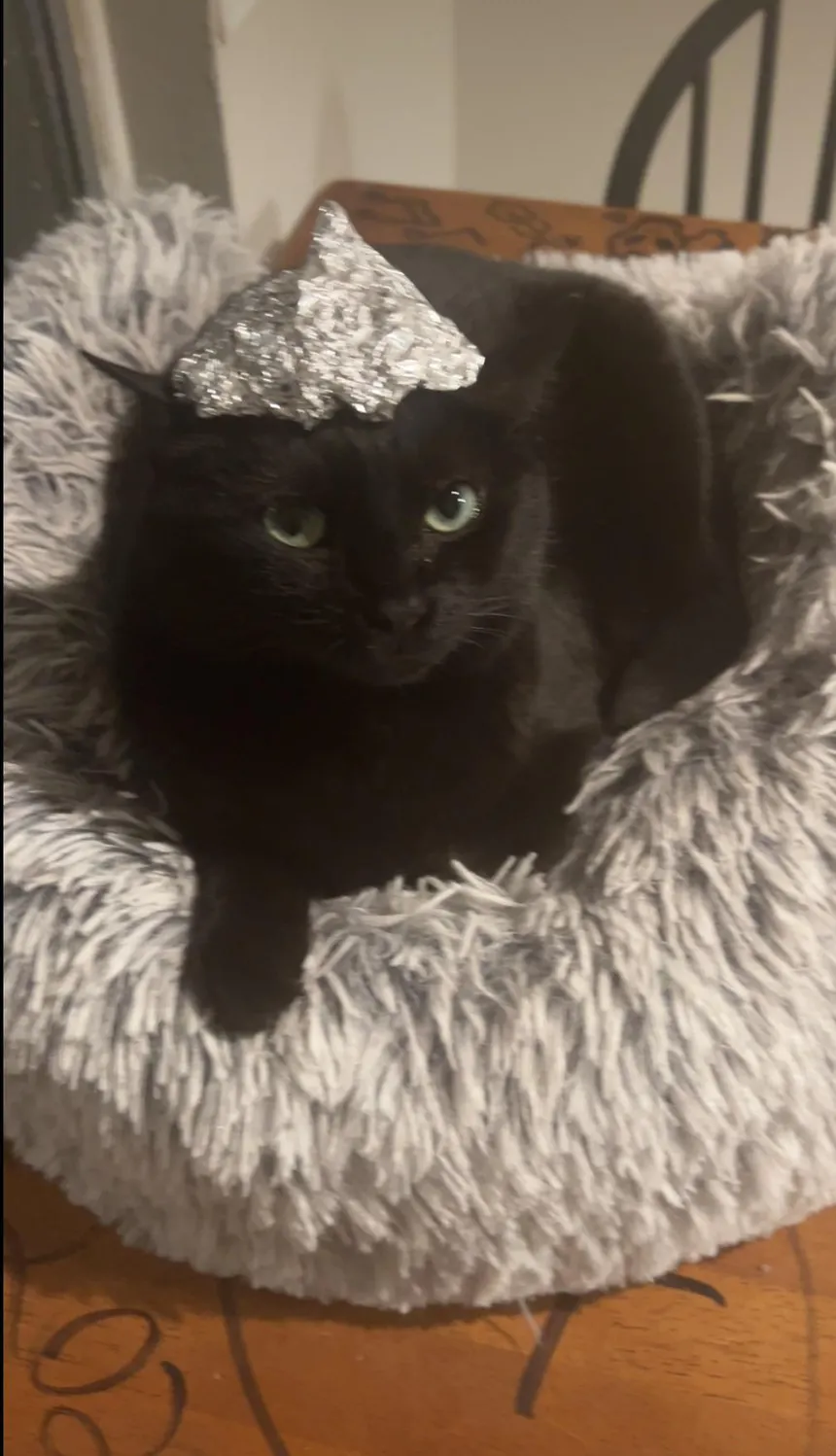 Black cat with foil triangle napping