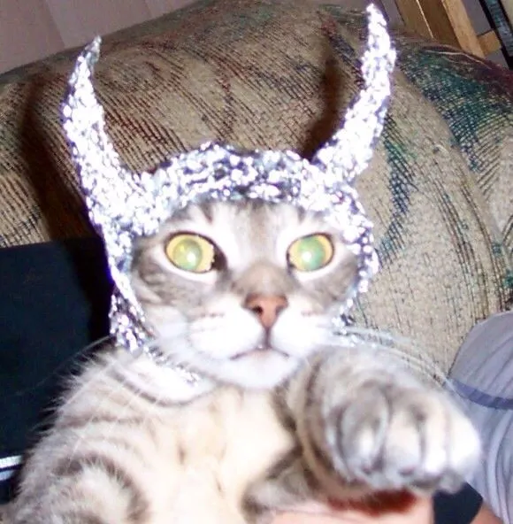 Cat with horned foil helmet