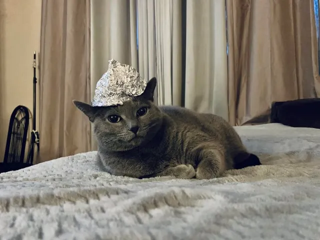 Grey cat on bed with foil hat